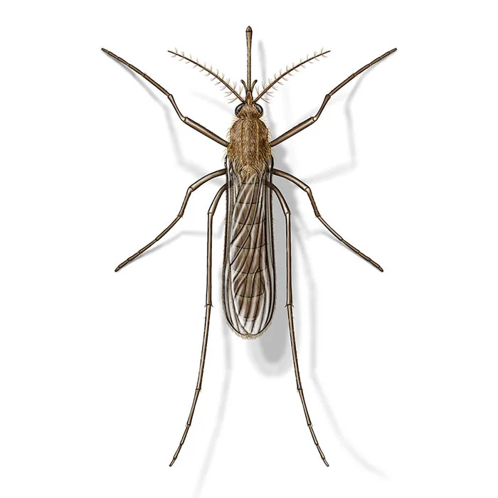 house_mosquito