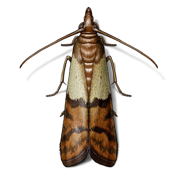 indian_meal_moth