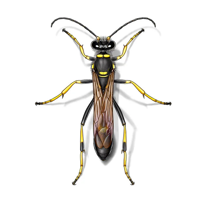 mud_dauber