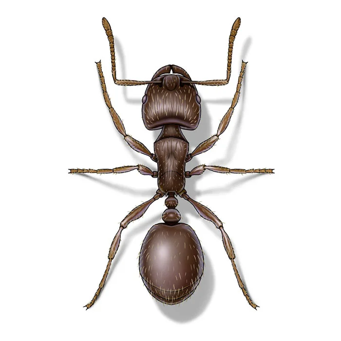 pavement_ant