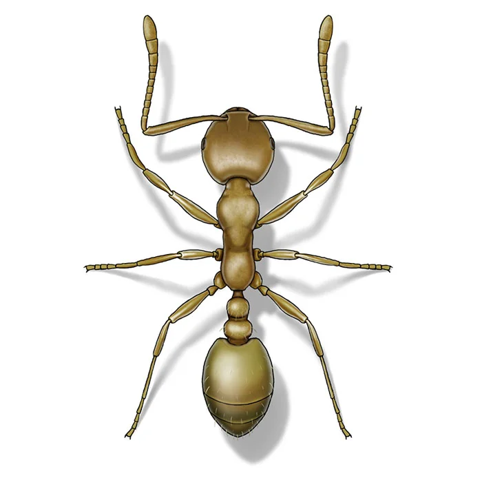 pharaoh_ant