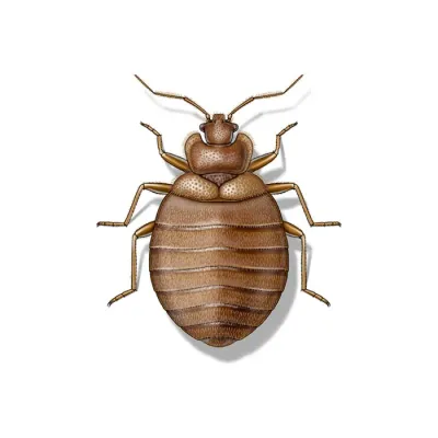 bed-bug