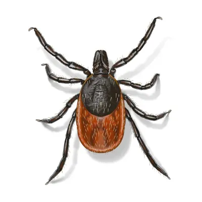 deer-tick