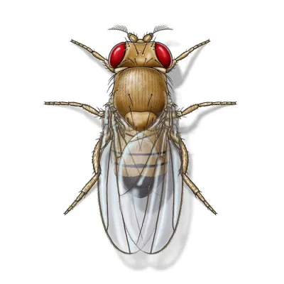 fruit_fly