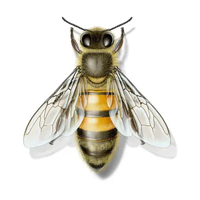 honeybee
