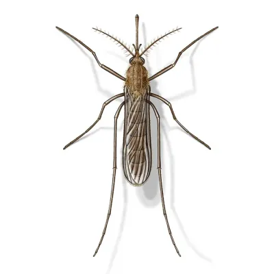 house_mosquito