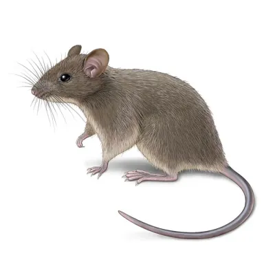 house_mouse