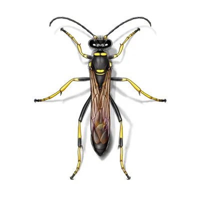 mud_dauber