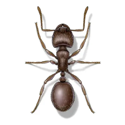 pavement_ant