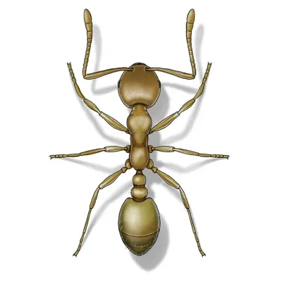 pharaoh_ant