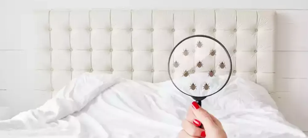 bed bugs