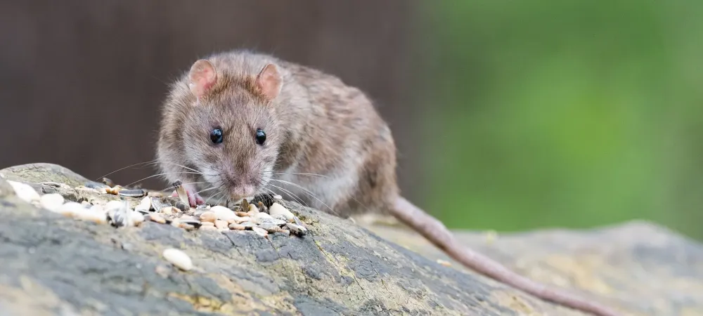 norway rat on a rock