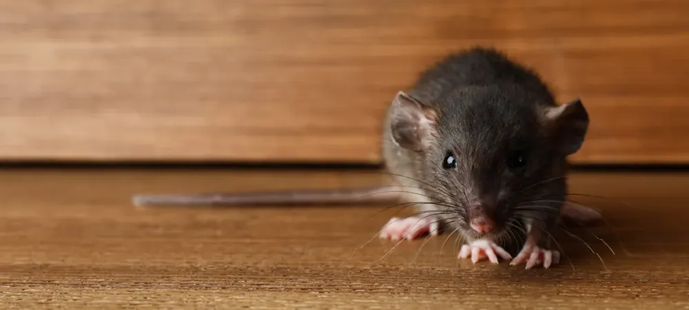little mouse sitting on wood