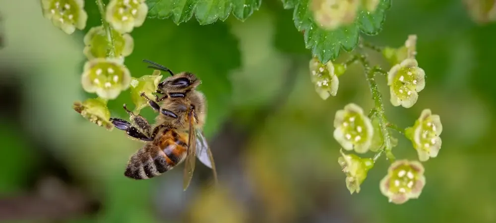 Honet Bee