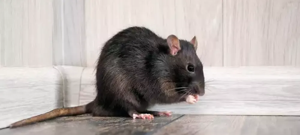 rodent