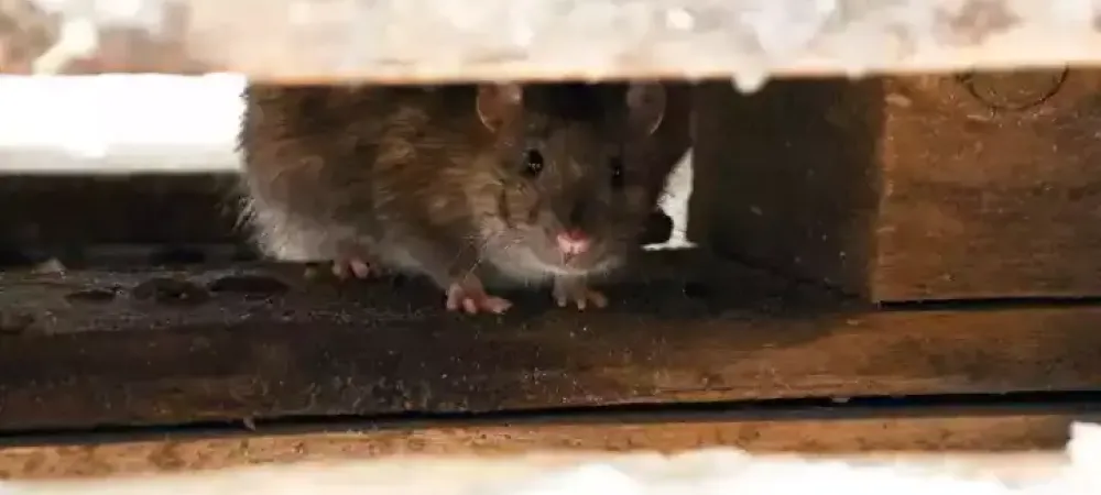 Rodent Hiding
