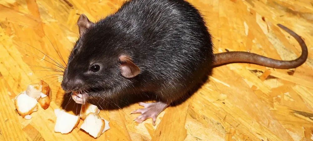 roof rat