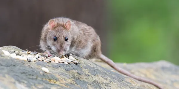 norway rat on a rock