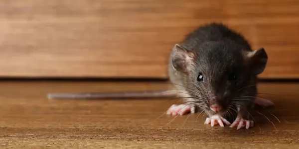 little mouse sitting on wood