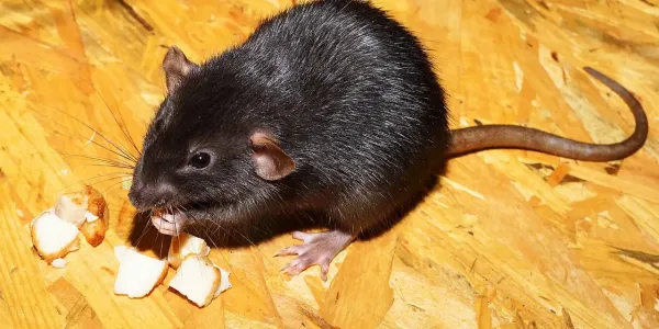 roof rat
