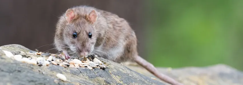 norway rat on a rock