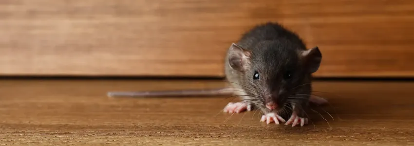 little mouse sitting on wood