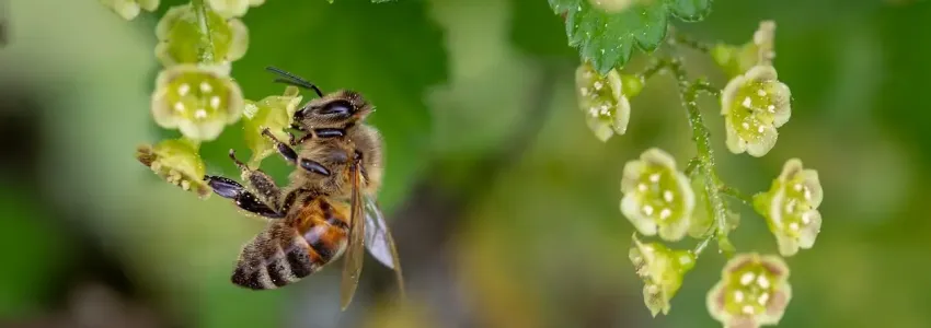 Honet Bee