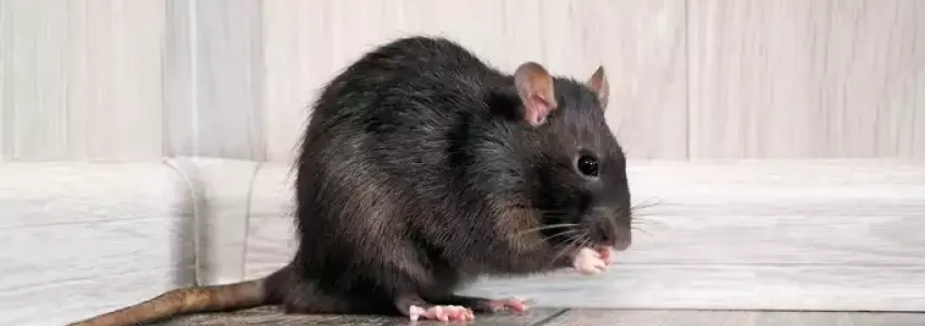 rodent