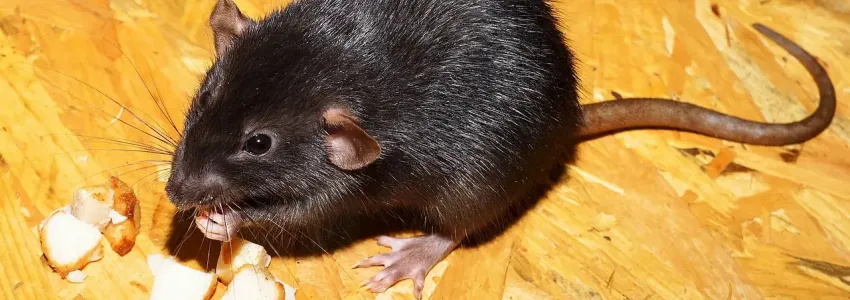 roof rat