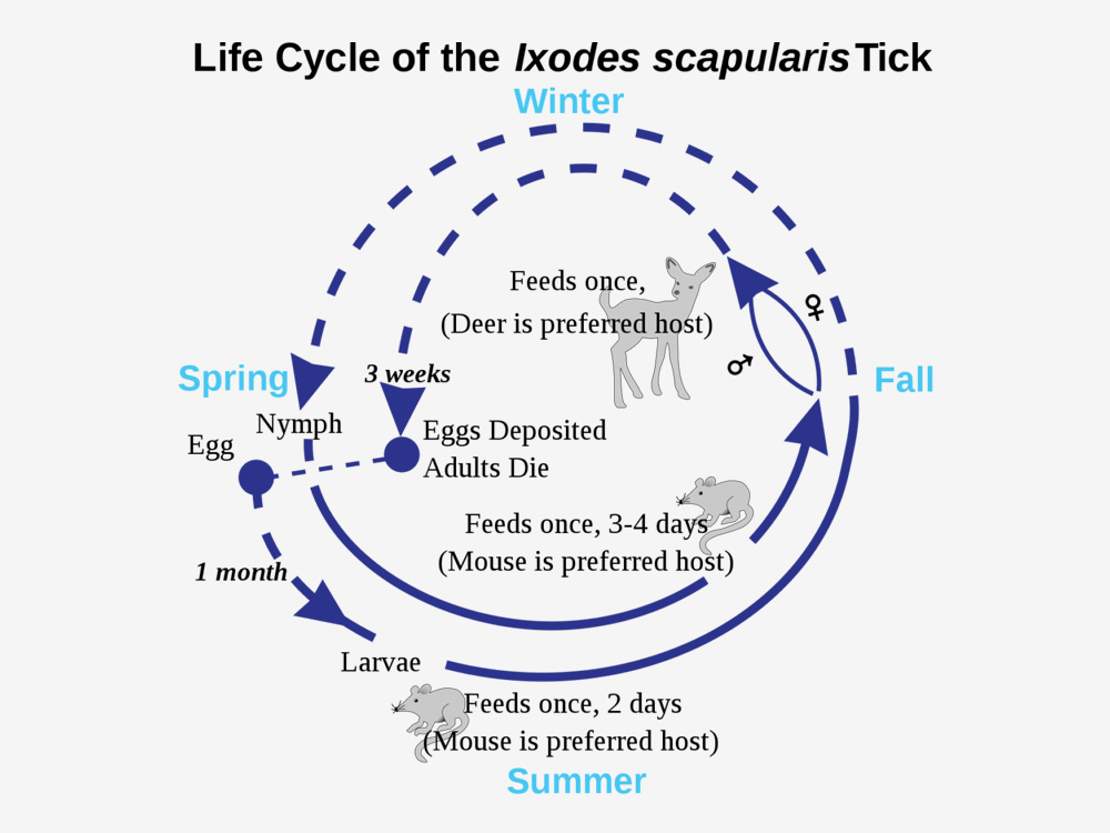 Ixodes persulcatus жизненный цикл. Жизненный цикл клеща. Цикл Acarina.