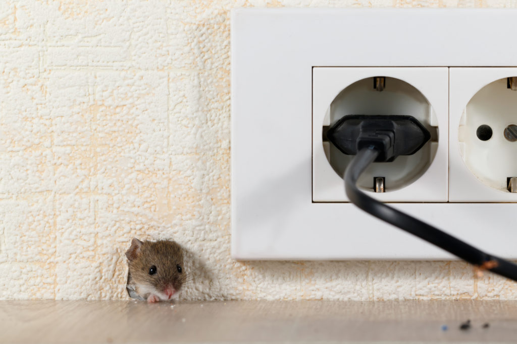Mouse rat and mice pest control in MA