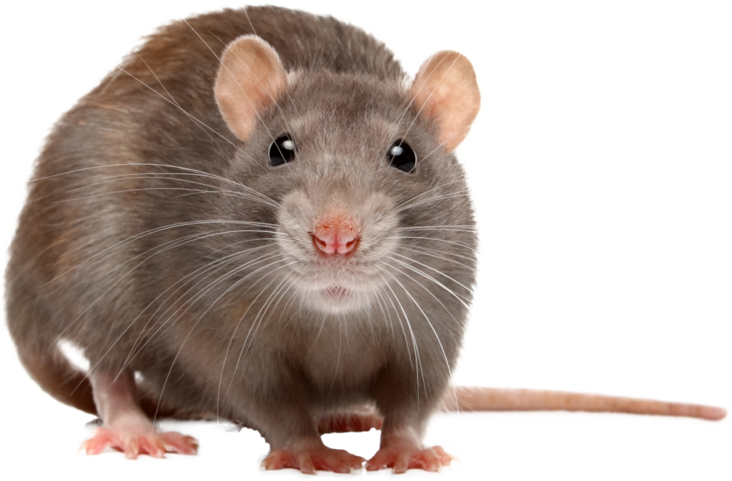 Mouse Pest Control in Boston