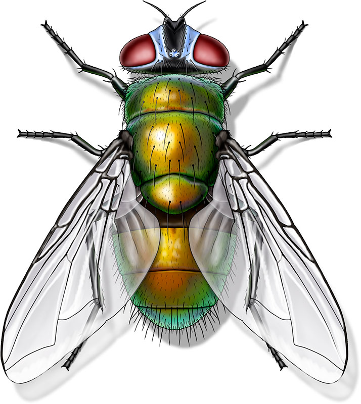 Common Green Bottle Fly (Blow/Bottle Flies) • Ecologic Entomology