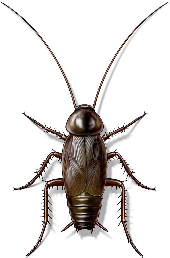 oriental_cockroach_male