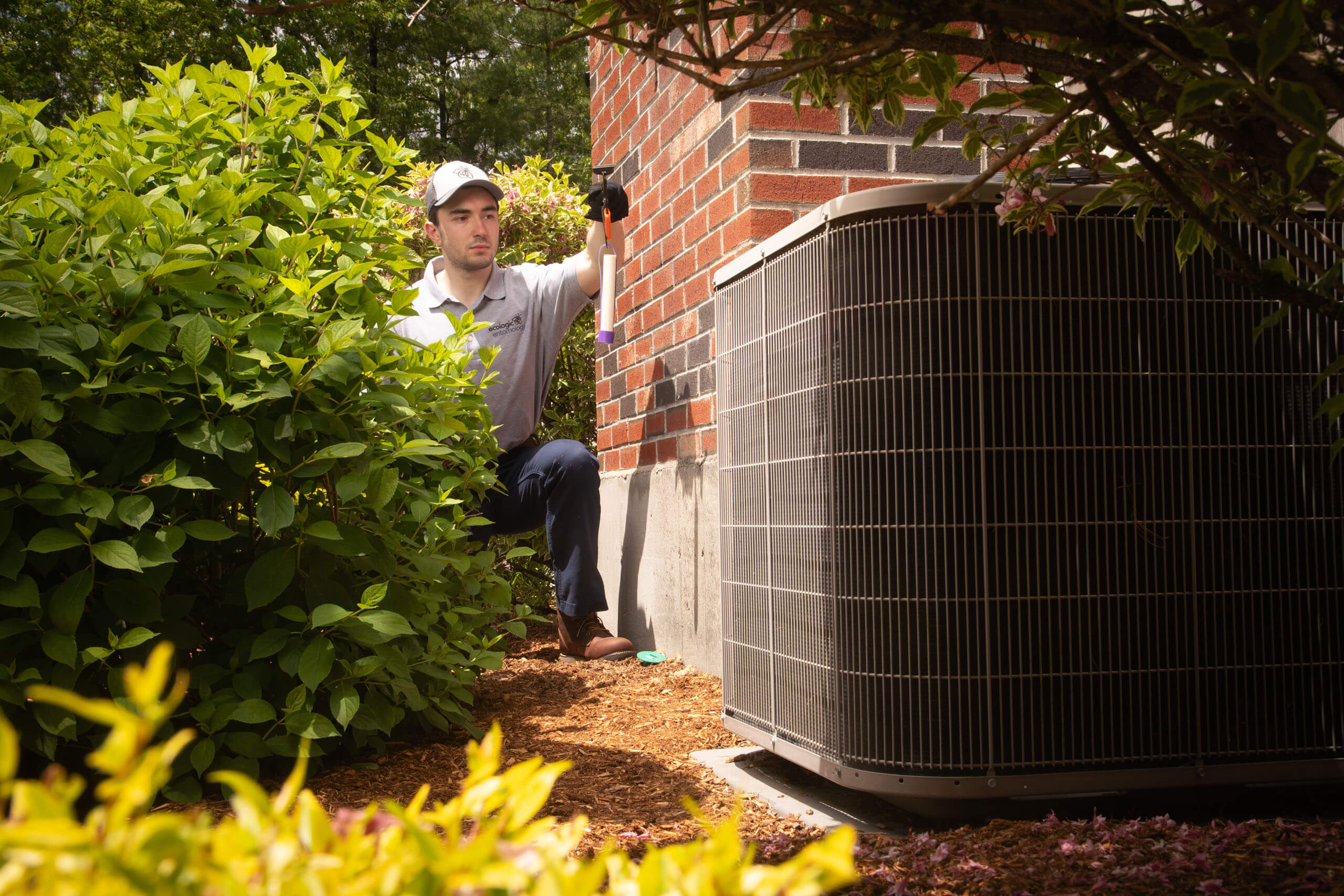 Landscaped outdoor area maintained for mosquito prevention