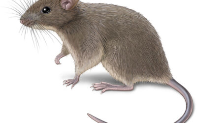 House Mice Behavior in Commercial Settings: The Hidden Threat of Hoarding