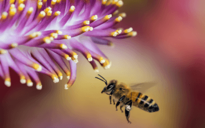 Creating A Hospitable Yard for Pollinators: A Guide to Supporting Nature’s Essential Workers