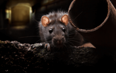 The Rising Tide of Rodents: Climate Change and Its Impact on Rodent Populations