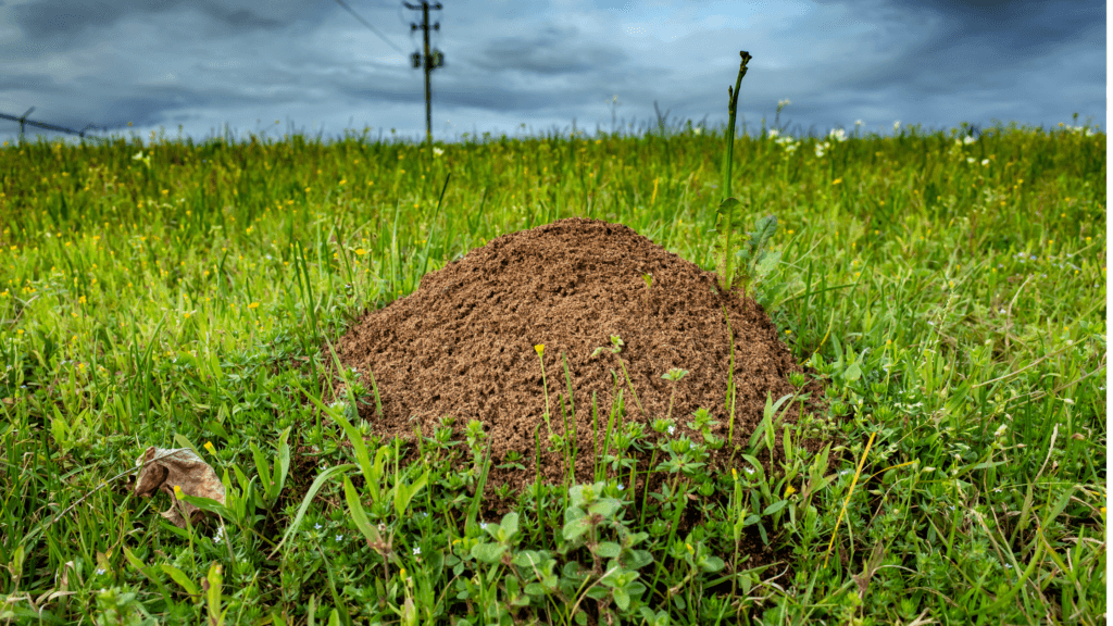 The Secret Life of Ants: Understanding Behavior for Better Control