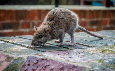 Tackling the Tough Topic: Rodenticides