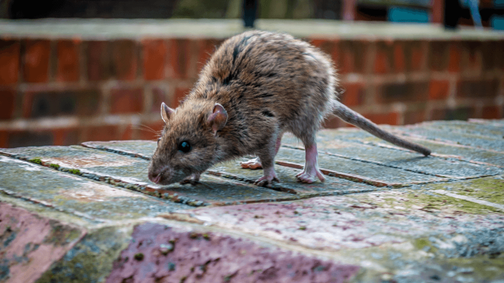 Tackling the Tough Topic: Rodenticides